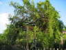 Rose10