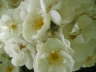 Rose14